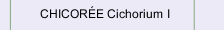 CHICOR&Eacute;E Cichorium I