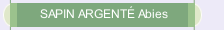 SAPIN ARGENT&Eacute; Abies 